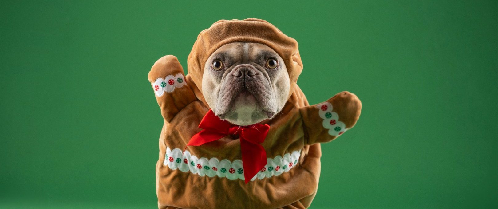 a dog dressed up as a gingerbread man at The Oxford