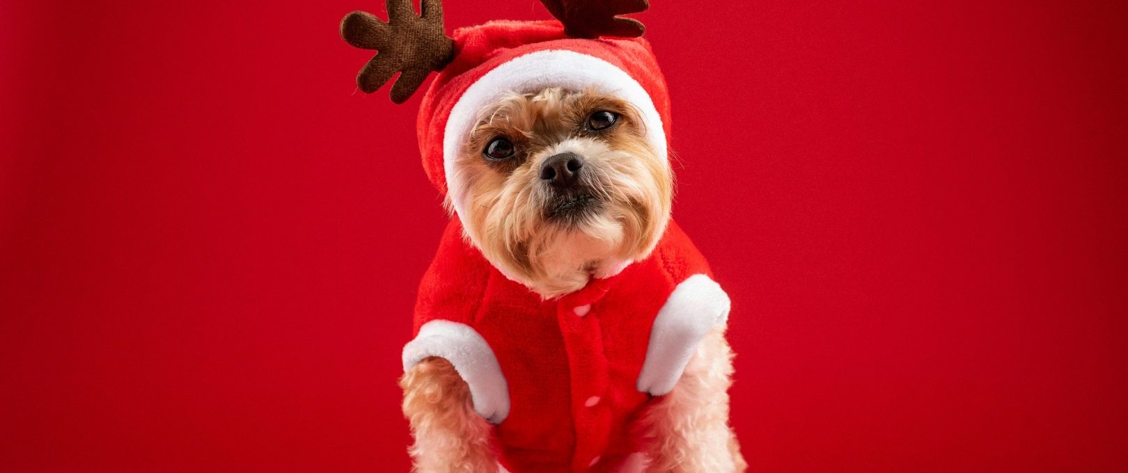 a small dog dressed in a reindeer outfit at The Oxford