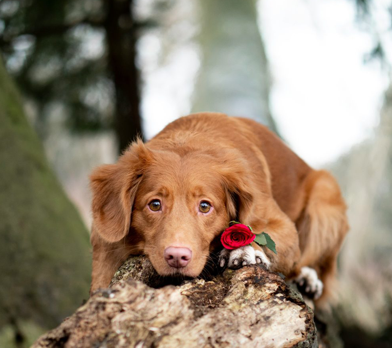 a dog with a rose on its nose at The Oxford